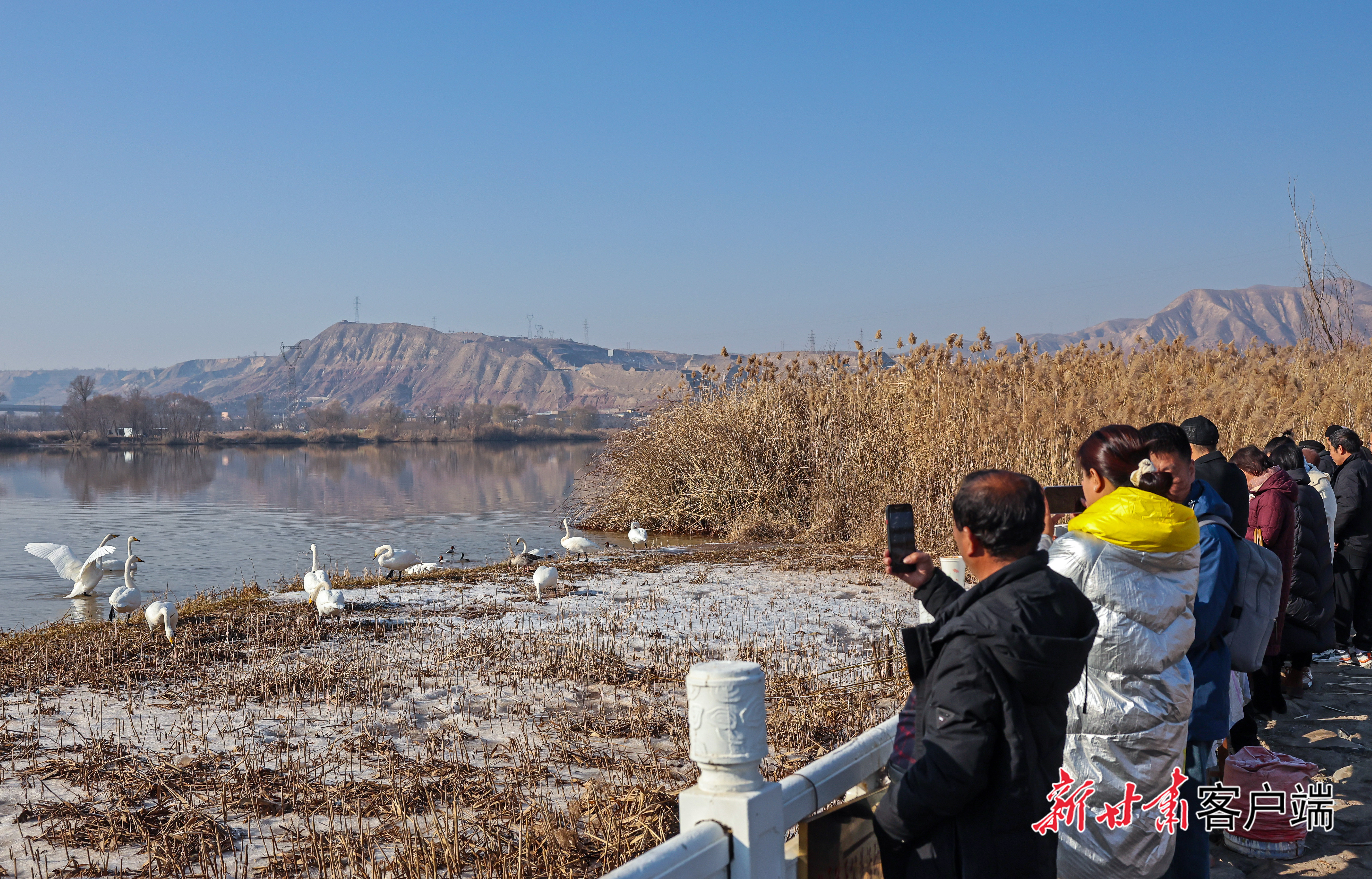 天鹅组团来兰过冬
