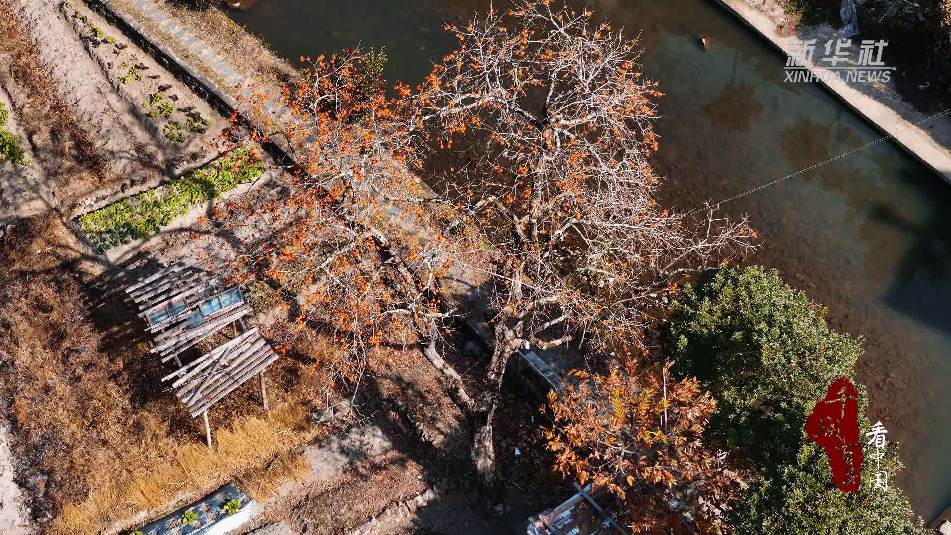 千城百县看中国｜福建寿宁：柿子摇枝