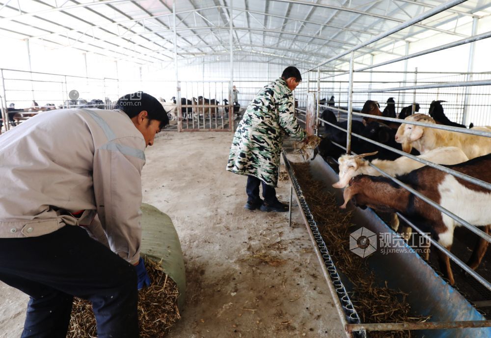 2025年11月30日,江西省分宜县杨桥镇观光村大马士革山羊养殖基地,养殖户在清理羊圈。