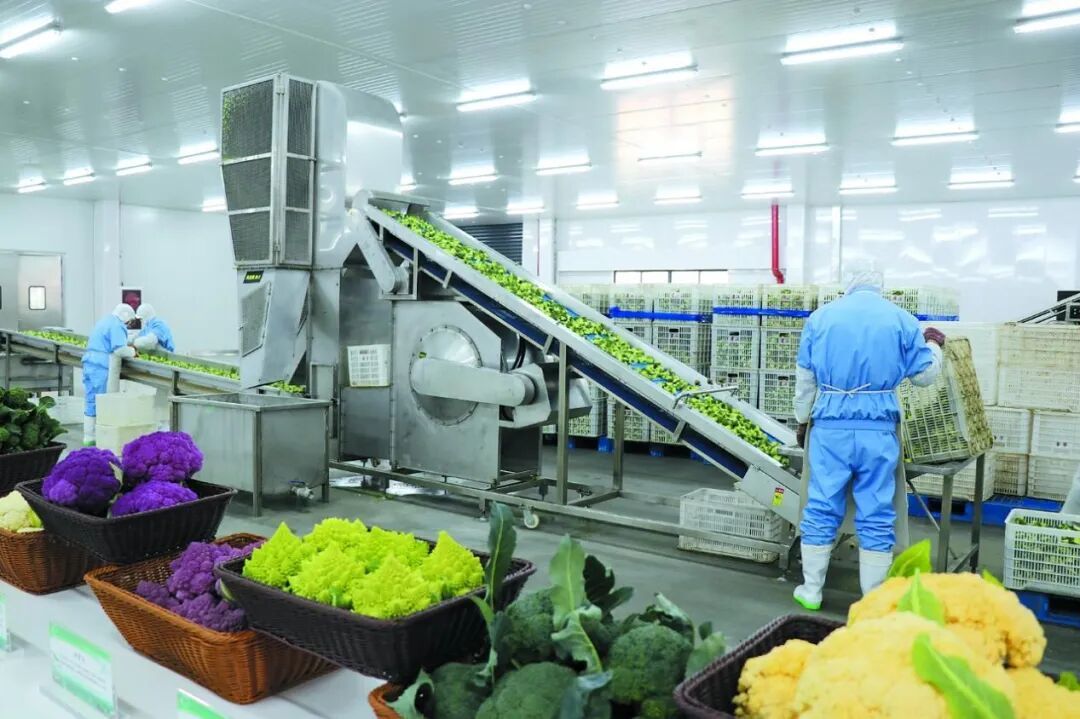 西蓝花，响水名扬全国的产业地标。