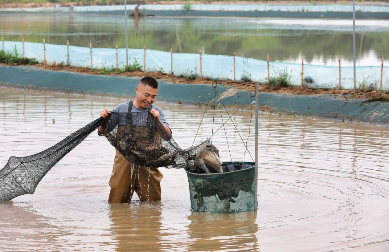 彭泽县马当镇船形村螃蟹养殖户正在捕捞螃蟹(彭琴 摄)