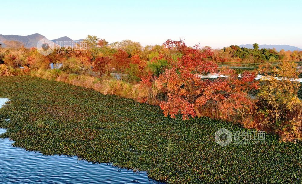 河堤上的乌桕树在阳光映照下红艳似火、灿黄如金,宛如一幅五彩画卷,美不胜收。