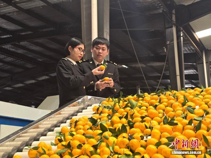 近日，一批江西南丰蜜桔出口海外。图为海关工作人员在现场查检蜜桔。饶寒笑 摄