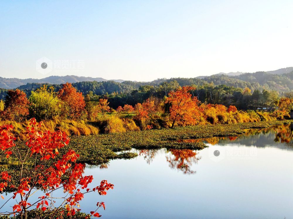 2025年11月30日,江西省分宜县分宜镇境内的袁河湿地,河堤上的乌桕树在阳光映照下红艳似火、灿黄如金,宛如一幅五彩画卷,美不胜收。