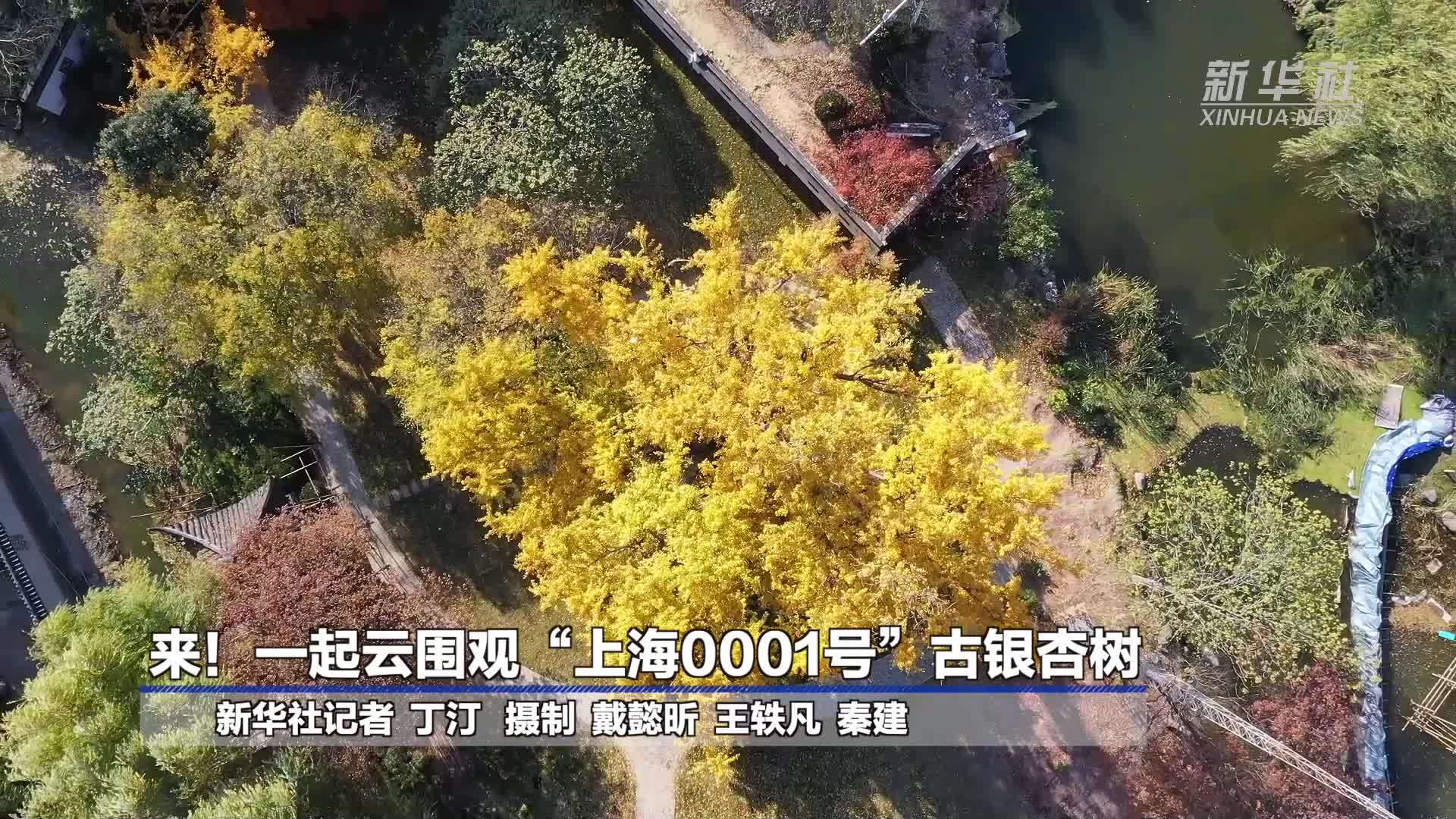 来！一起云围观“上海0001号”古银杏树