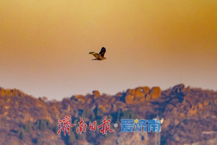 黄河畔的“天鹅越冬秘境” 鹊山水库沉沙池见证济南生态蝶变