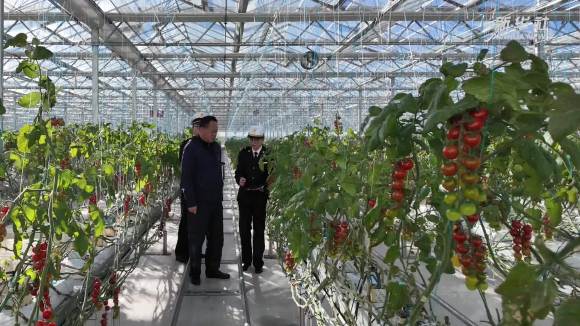 科学种植+绿色通道 高原冷凉蔬菜直供粤港澳大湾区