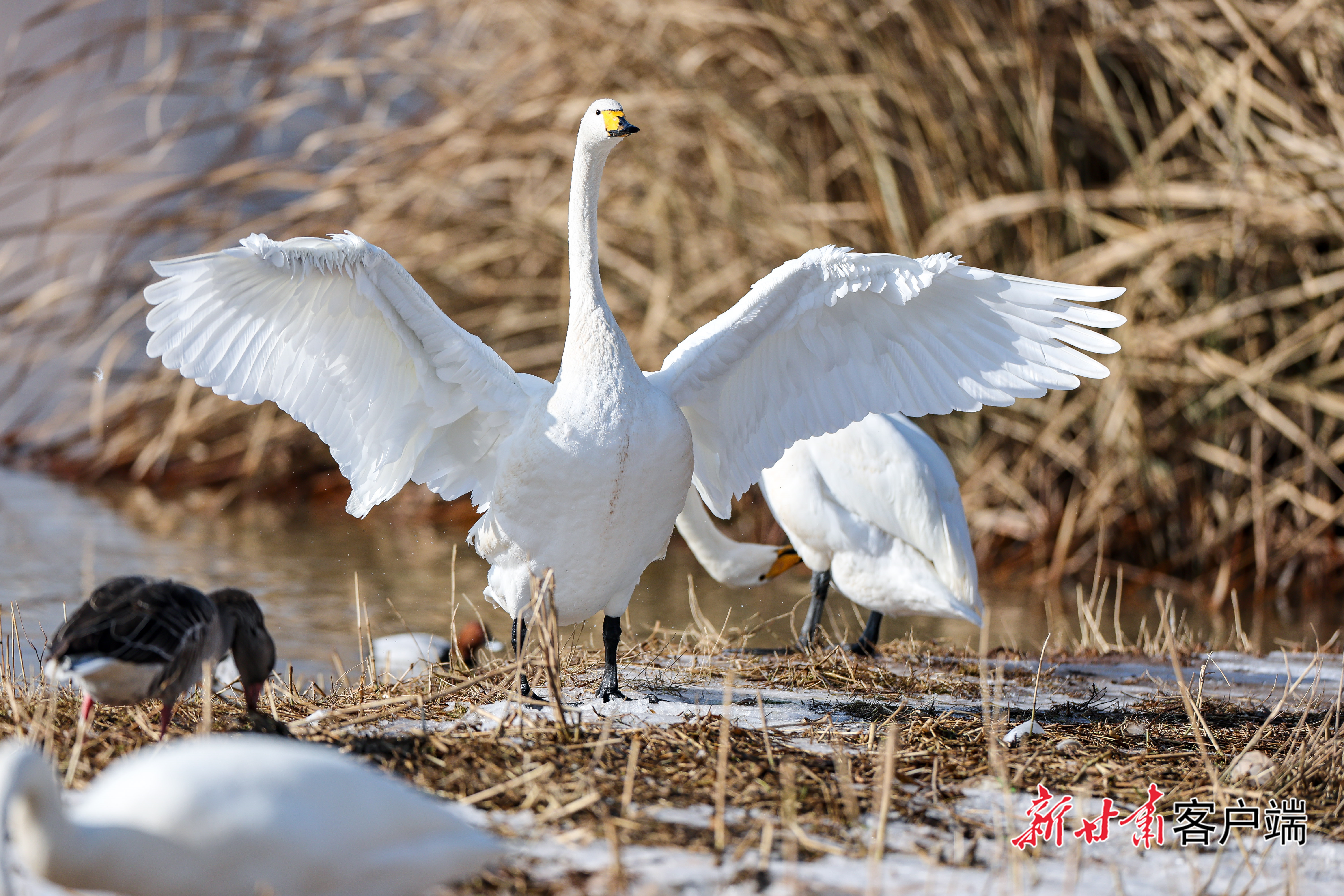天鹅组团来兰过冬