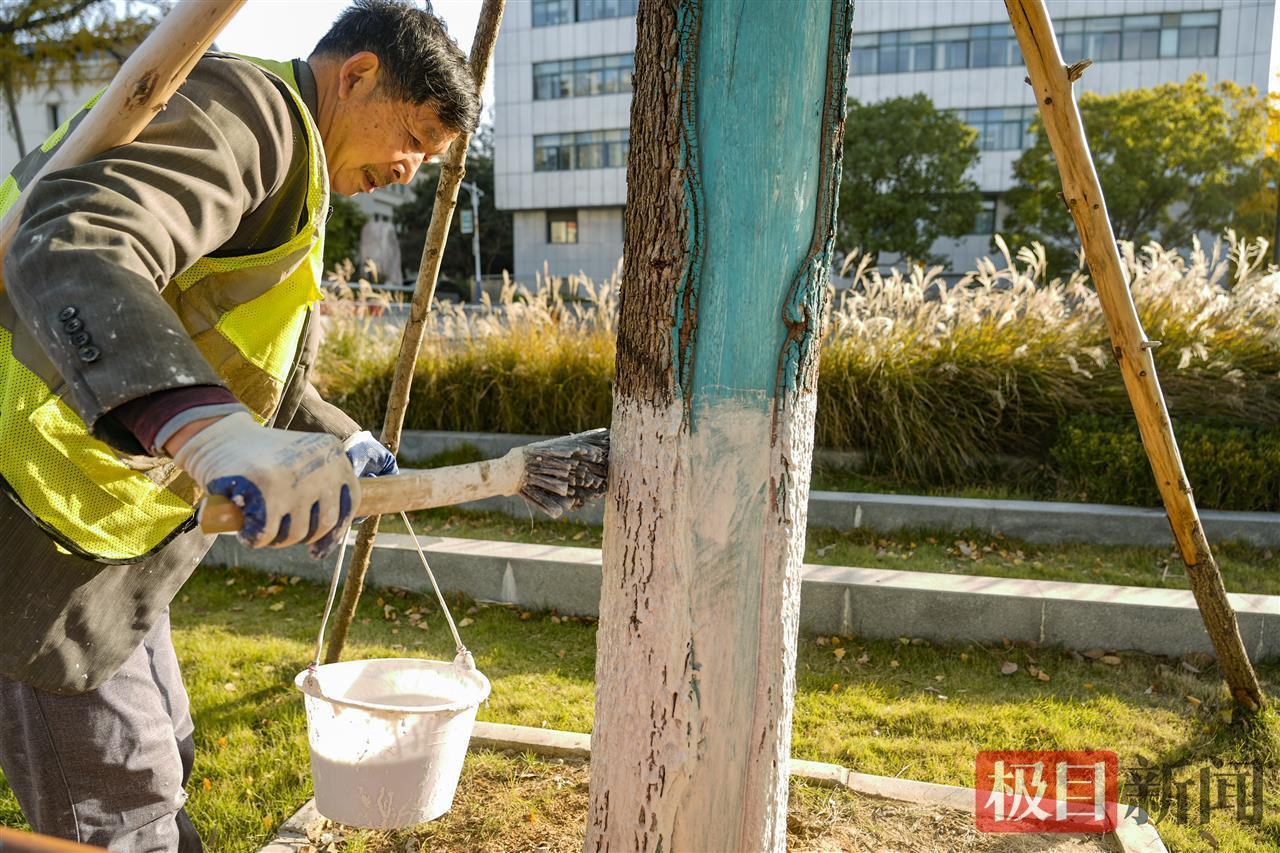 汉阳园林养护人员正给树木刷上涂白剂
