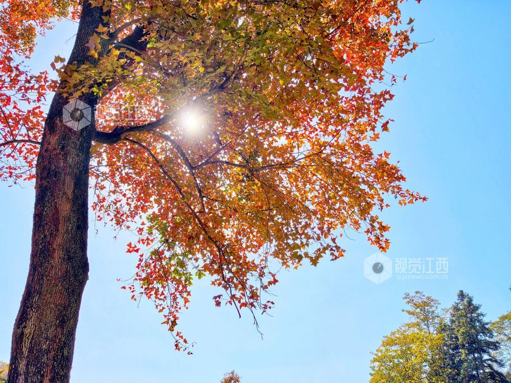 2025年11月29日，江西省分宜县山下实验林场小微湿地，在阳光的映照下，树木生机盎然、树叶色彩斑斓，与蓝天碧水共同构成一幅自然和谐的生态画卷。