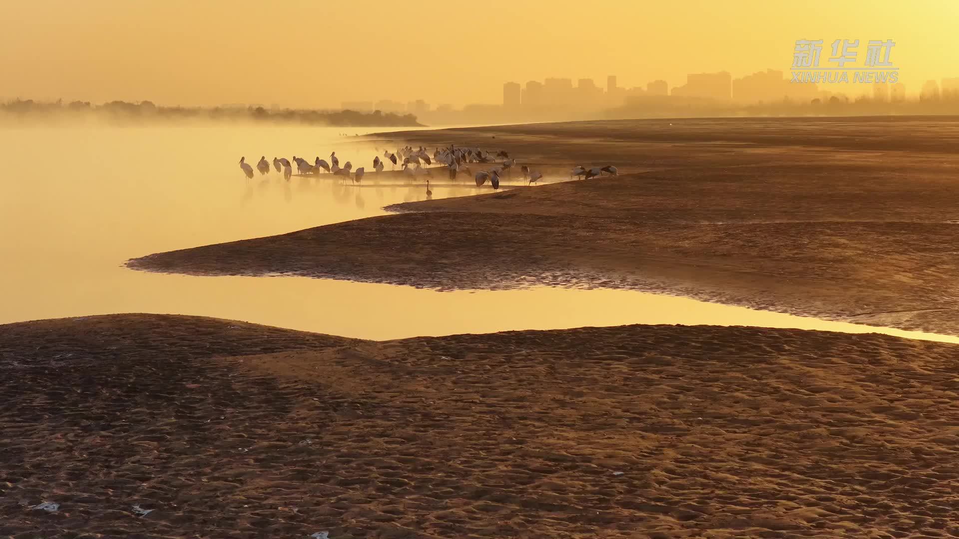 安徽池州：东方白鹳现身长江贵池段
