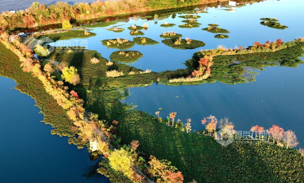 河堤上的乌桕树在阳光映照下红艳似火、灿黄如金,宛如一幅五彩画卷,美不胜收。