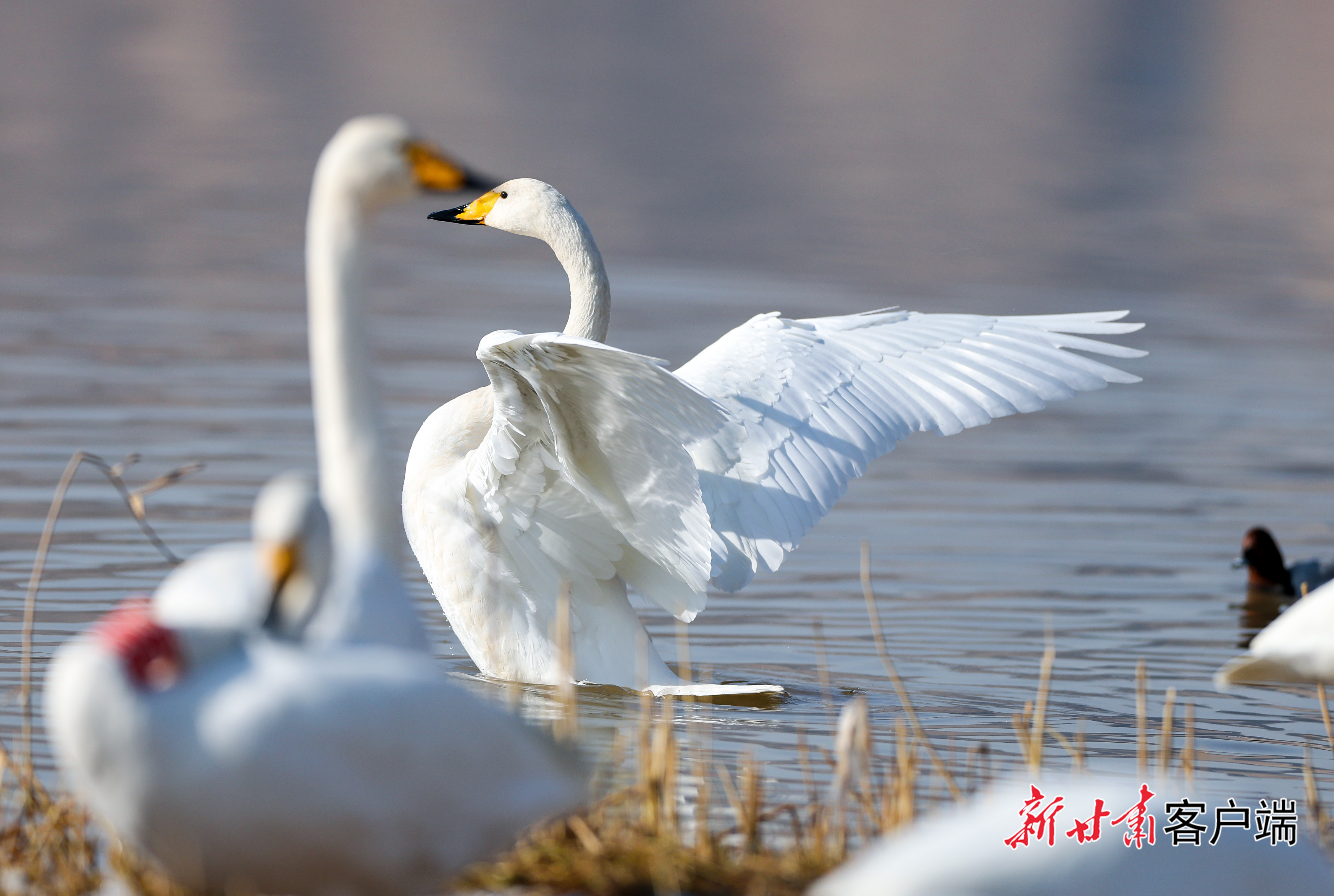 天鹅组团来兰过冬