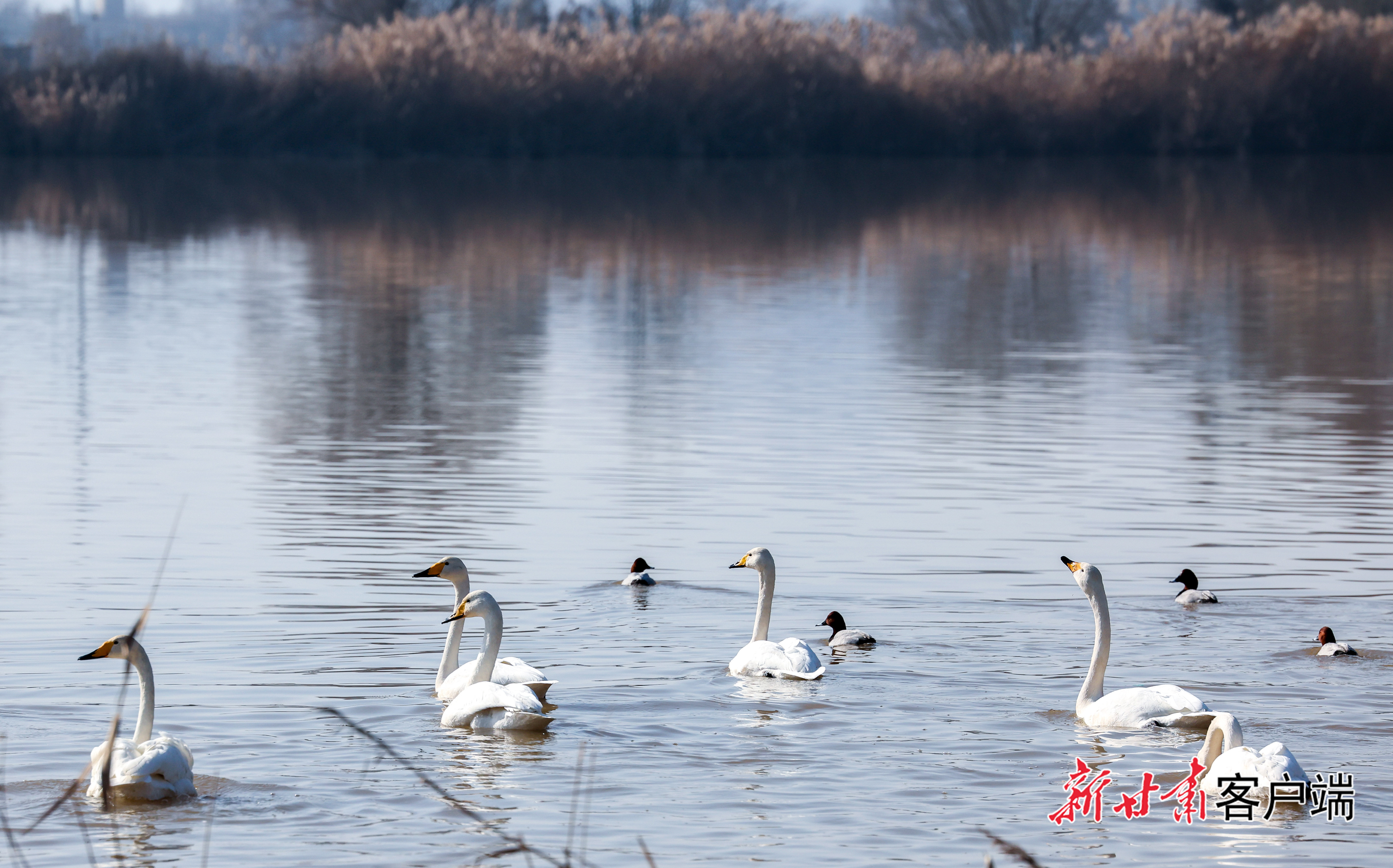 天鹅组团来兰过冬