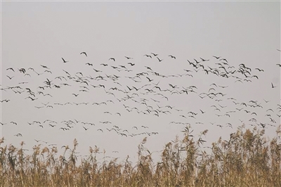 去年9月至今年8月南矶湿地保护区记录到鸟类188种：11月数量达全年峰值