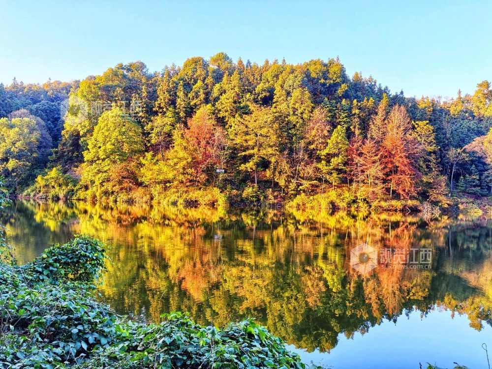2025年11月29日，江西省分宜县山下实验林场小微湿地，在阳光的映照下，树木生机盎然、树叶色彩斑斓，与蓝天碧水共同构成一幅自然和谐的生态画卷。