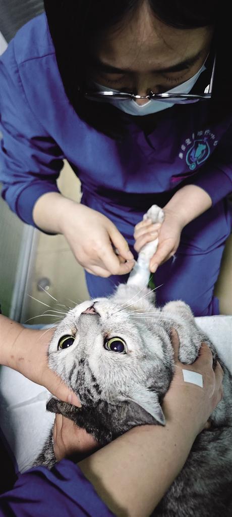 宠物猫“居里”在医院做治疗