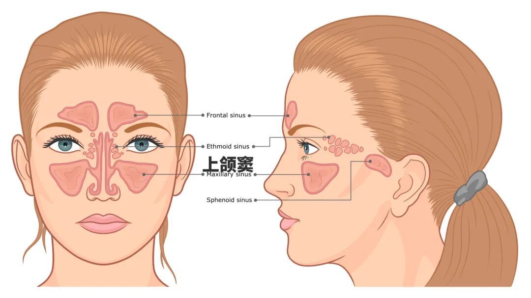 打哈欠为什么会传染　这回终于明白了