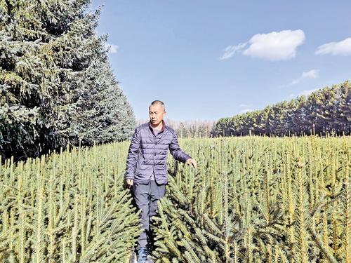 11月12日，塞罕坝机械林场千层板分场营林股股长曾利民正在查看树苗越冬状况。 本报记者 陈宝云摄