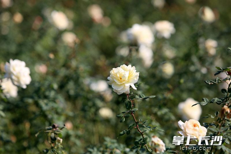 园内有数十个品种的玫瑰。