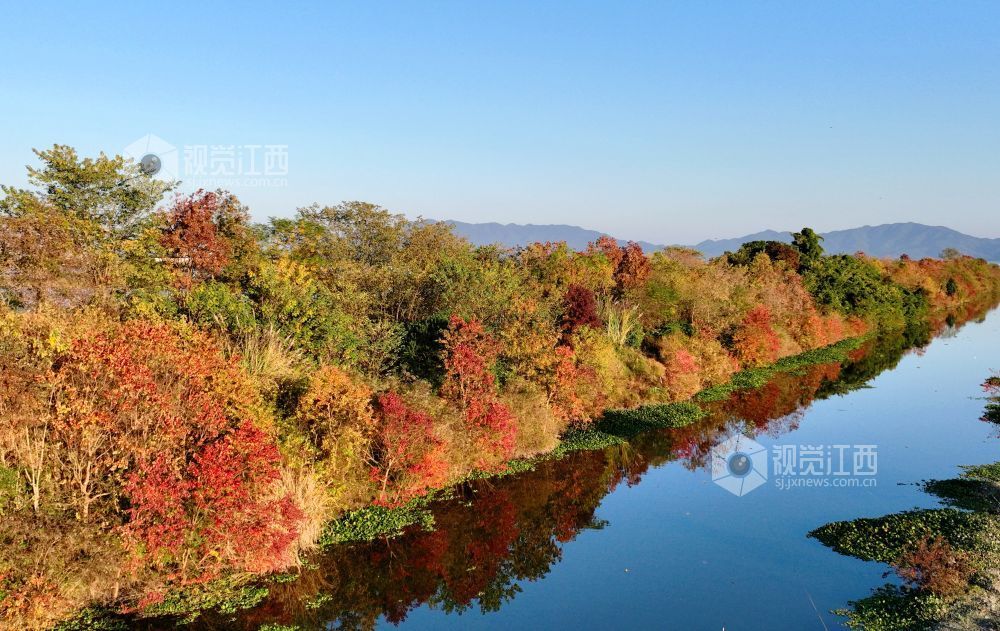 河堤上的乌桕树在阳光映照下红艳似火、灿黄如金,宛如一幅五彩画卷,美不胜收。