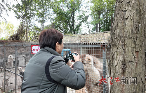 李兰和阿拉斯加犬。