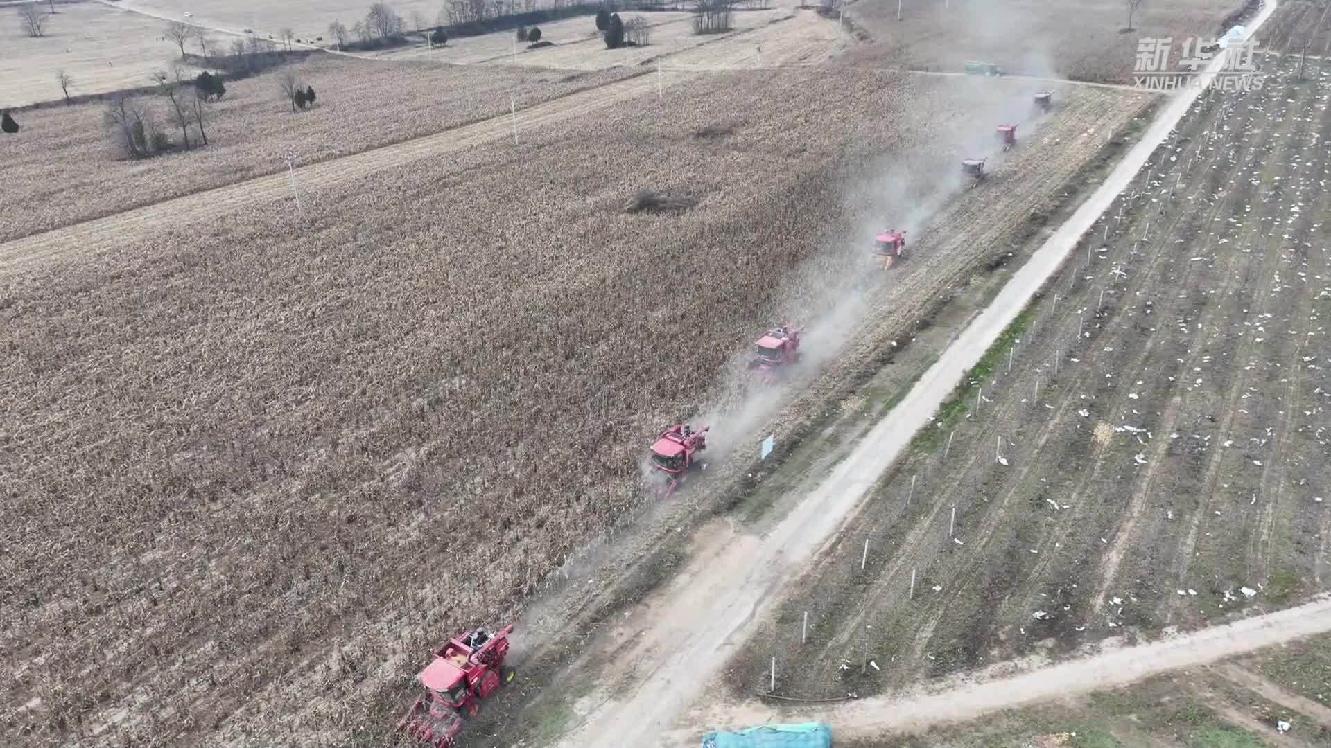 陕西麟游：多举措确保秋粮归仓