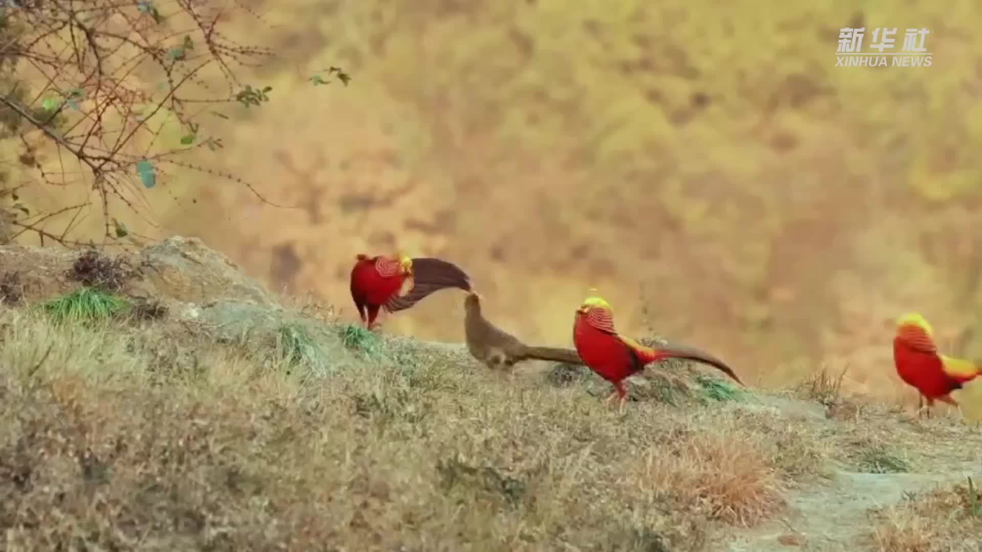 秦岭山林红腹锦鸡唯美演绎求偶剧