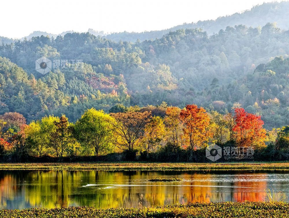 河堤上的乌桕树在阳光映照下红艳似火、灿黄如金,宛如一幅五彩画卷,美不胜收。