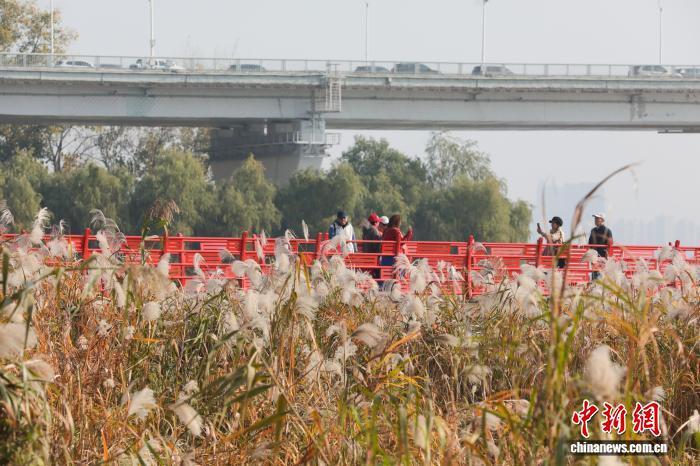 图为市民观赏盛开的芦荻花。 中新社记者张畅摄