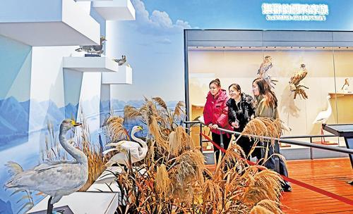 11月18日，游客在怀来县官厅水库国家湿地公园博物馆参观。