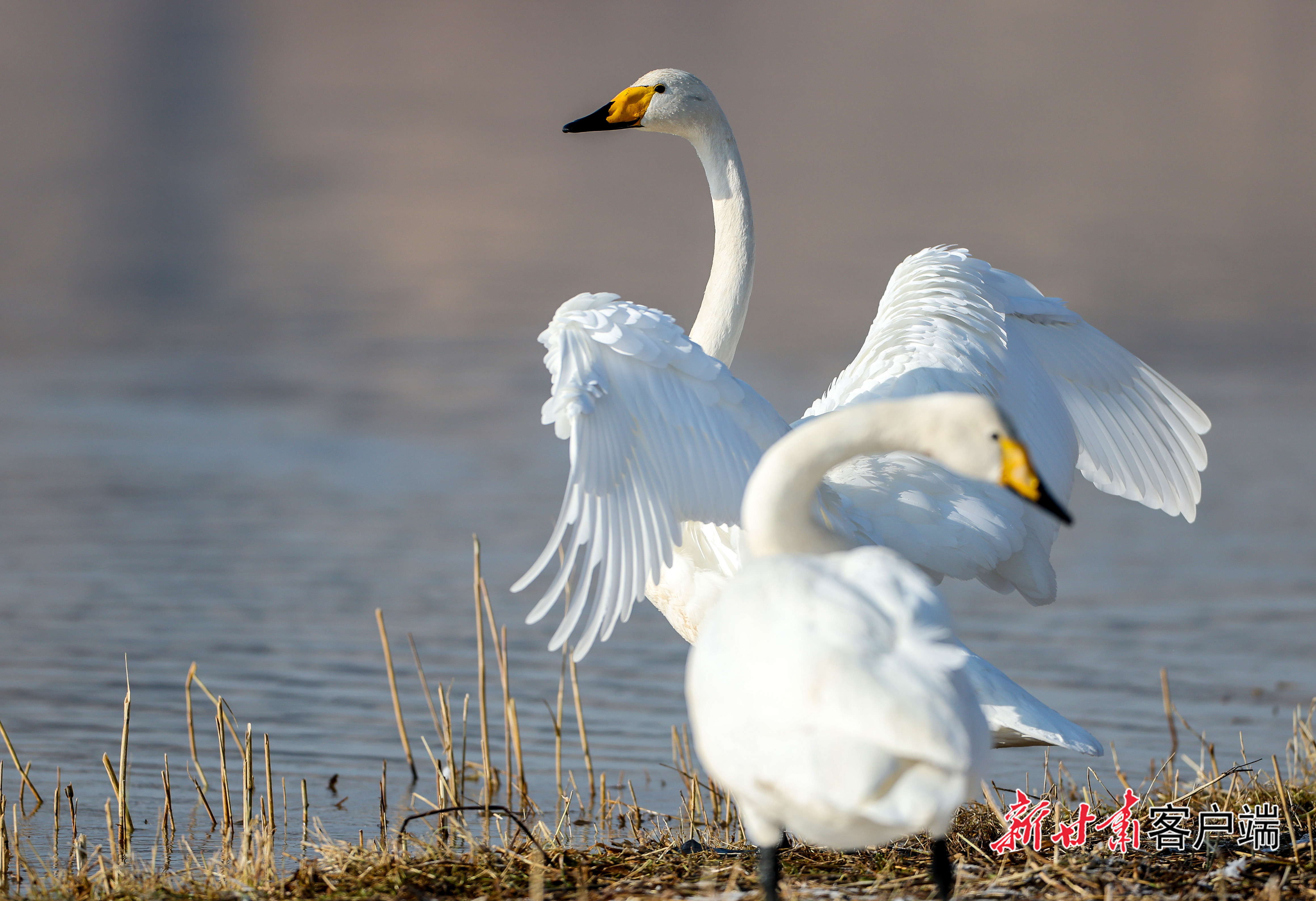 天鹅组团来兰过冬