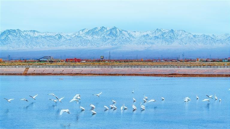 阿克塞县境内的冬不拉水库成为候鸟的“冬日家园”　新甘肃&middot;甘肃日报通讯员　高宏善