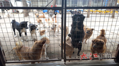 犬舍里的流浪狗。