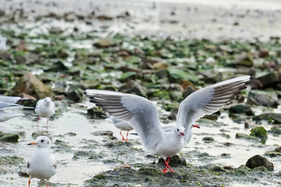 野生动物“组团”来安家，为何定居青岛？