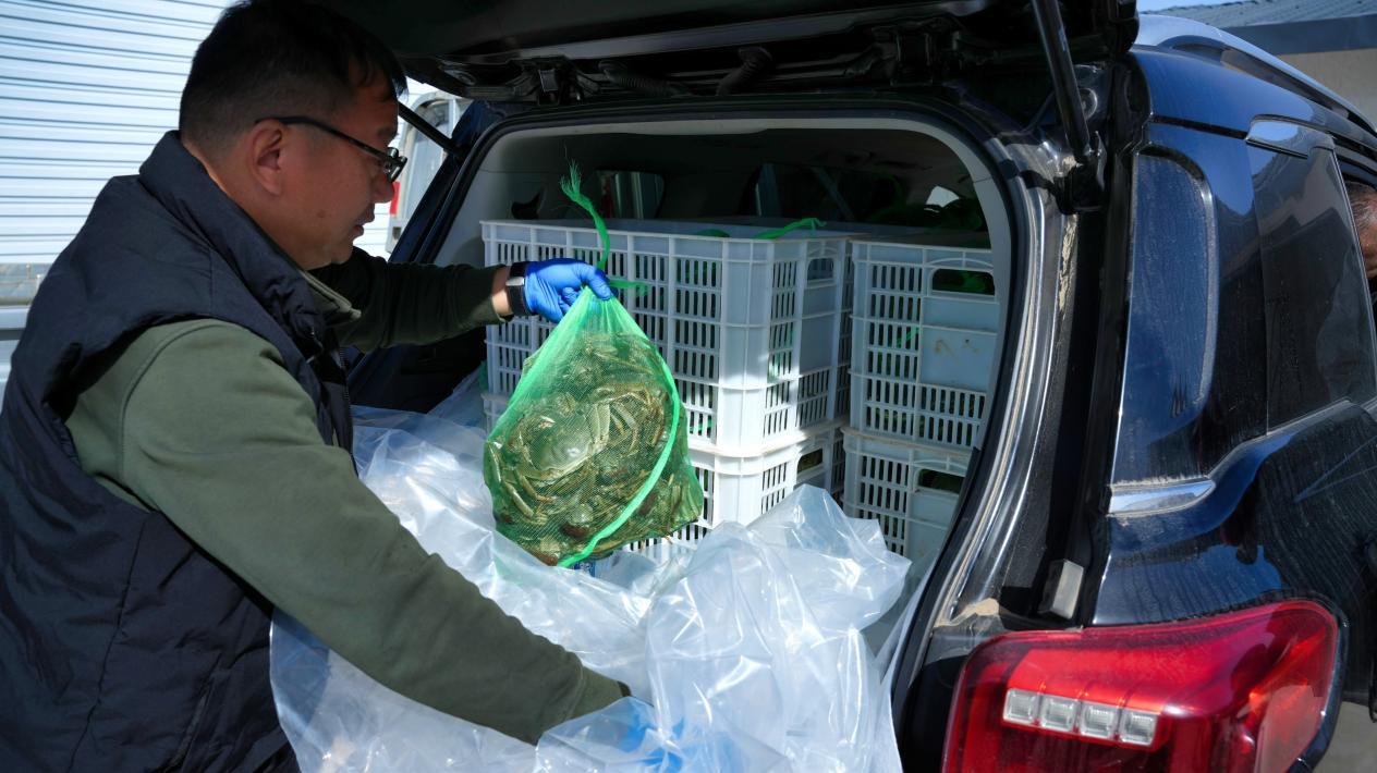 选好的螃蟹打包发货(金书斐 摄)