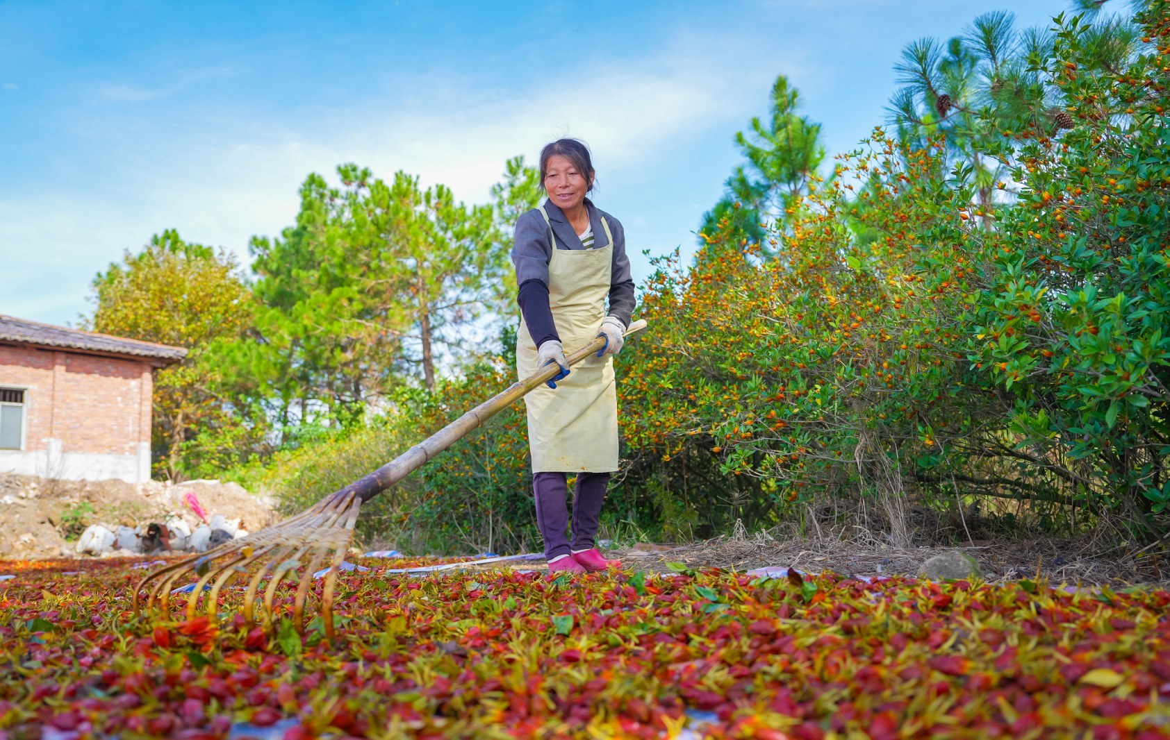 抚州临川：栀子黄 晾晒忙（图）