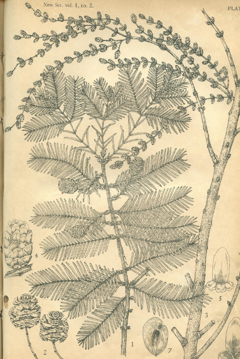 植物标本（图片由受采访者提供）