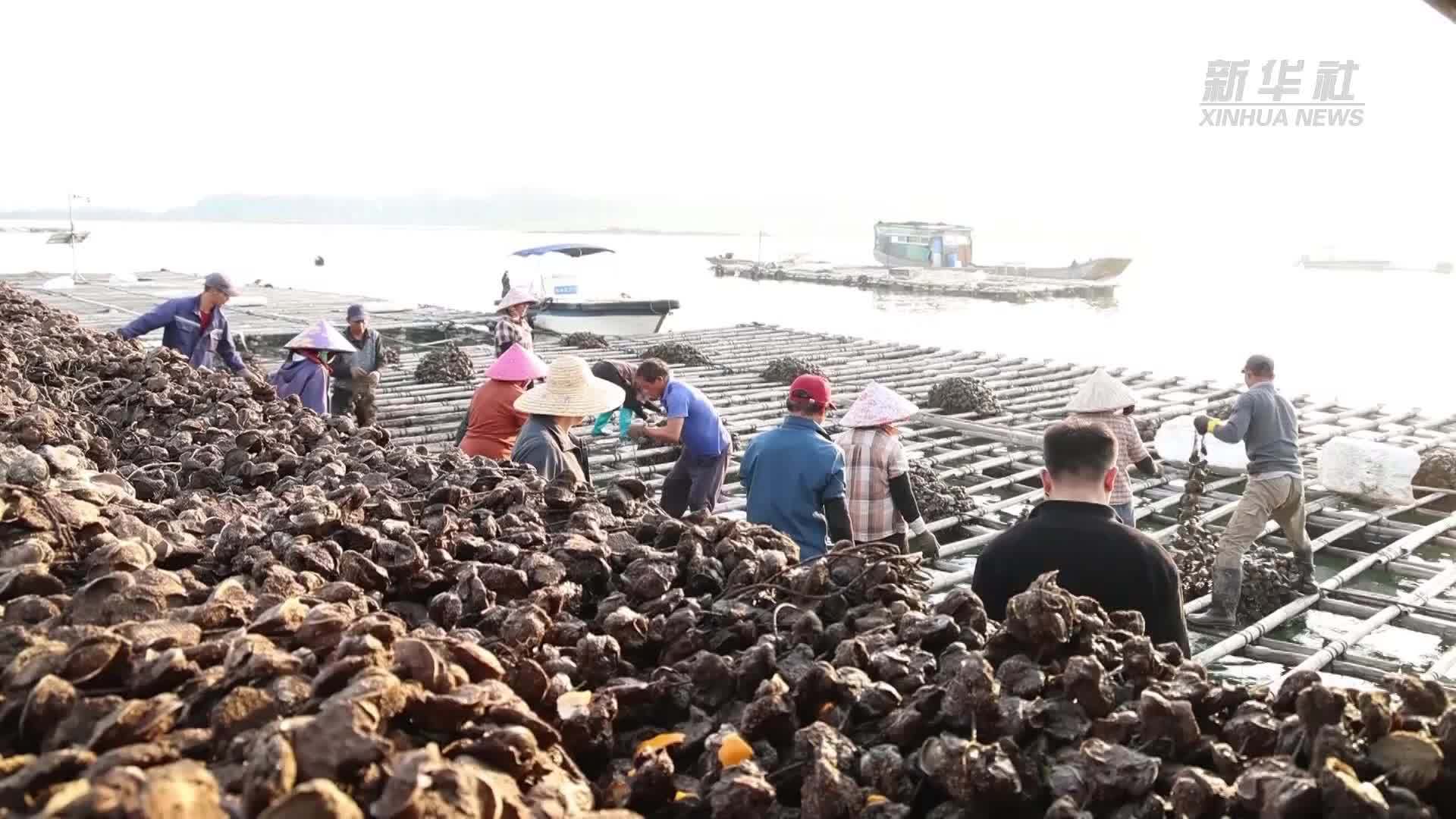 广西防城港：近海蚝苗大迁移  海上“冬种”拉开帷幕