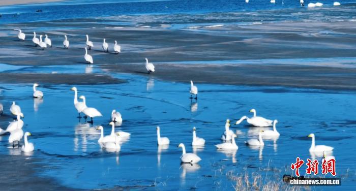 初冬时节，甘肃省武威市民勤县红崖山水库，大批越冬的候鸟在此嬉戏觅食。图为越冬的大天鹅。富承璘　摄