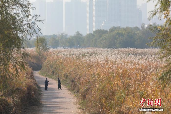图为市民在芦苇荡中漫步。 中新社记者张畅摄