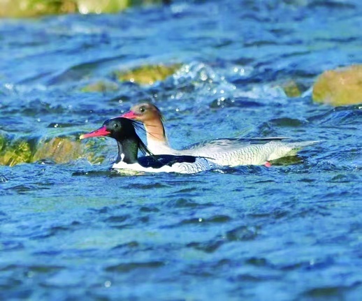 中华秋沙鸭现身日月湖国家湿地公园。受访者 供图