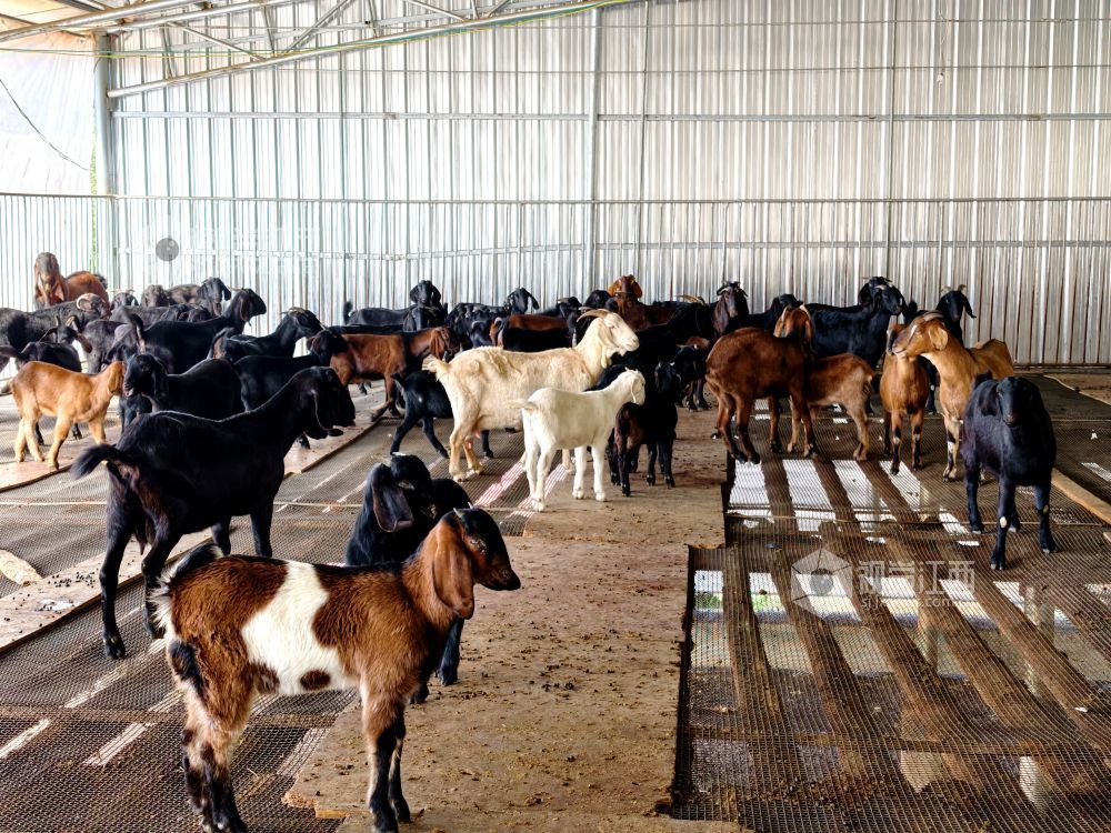 2025年11月30日,江西省分宜县杨桥镇观光村大马士革山羊养殖基地,养殖户正在查看种羊。