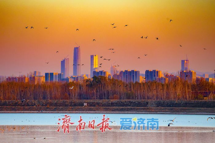 黄河畔的“天鹅越冬秘境” 鹊山水库沉沙池见证济南生态蝶变