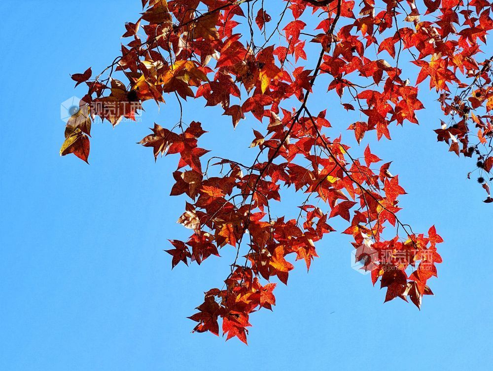 2025年11月29日，江西省分宜县山下实验林场小微湿地，在阳光的映照下，树木生机盎然、树叶色彩斑斓，与蓝天碧水共同构成一幅自然和谐的生态画卷。