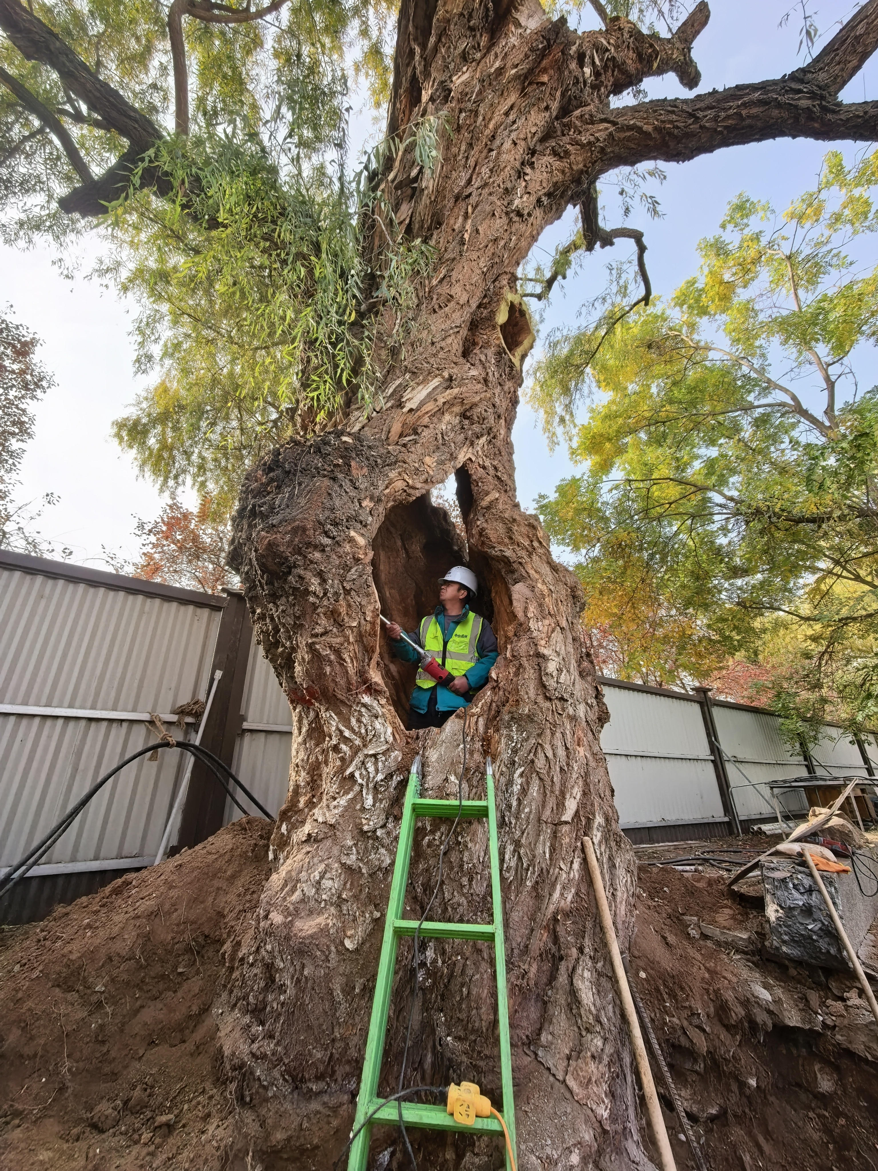 技术人员为古树名木清腐