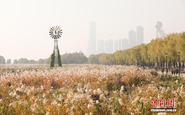 图为汉口江滩盛开的芦荻花。 中新社记者张畅摄