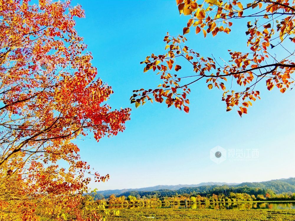 河堤上的乌桕树在阳光映照下红艳似火、灿黄如金,宛如一幅五彩画卷,美不胜收。