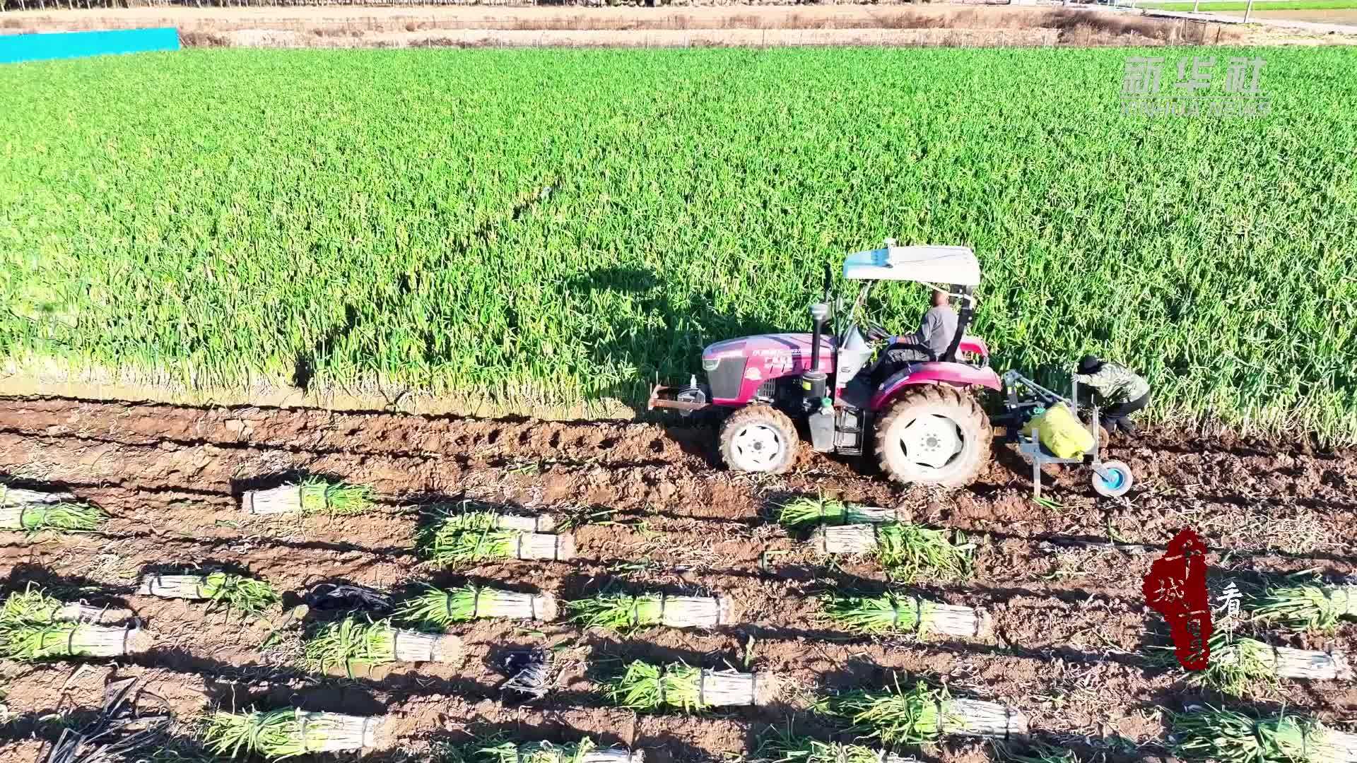 千城百县看中国｜山东广饶：“梧桐”大葱喜获丰收