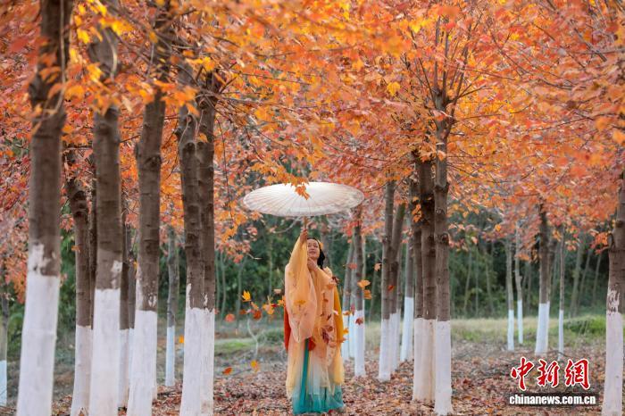 武汉江夏红枫林吸引游客观赏